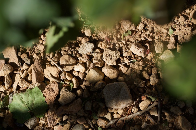 meilleur-vin-de-bourgogne-arome