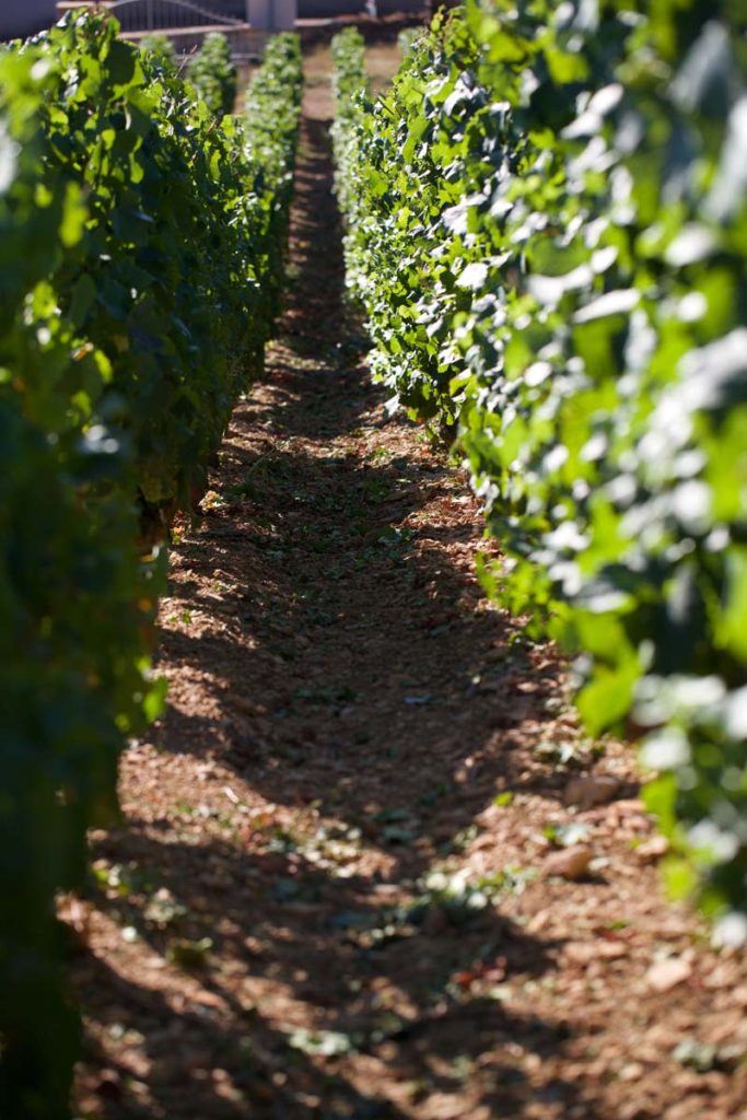 grand-vin-de-bourgogne-vignes